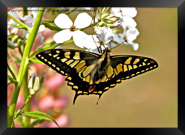 Swallowtail Butterfly  Framed Print by Martin Kemp Wildlife