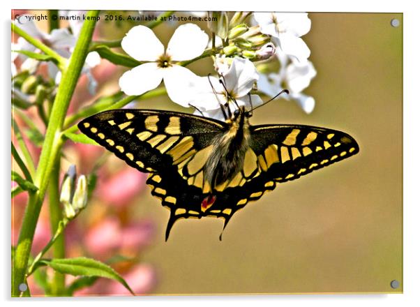 Swallowtail Butterfly  Acrylic by Martin Kemp Wildlife
