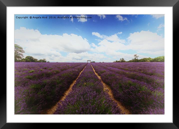 Lavender Framed Mounted Print by Angela Aird