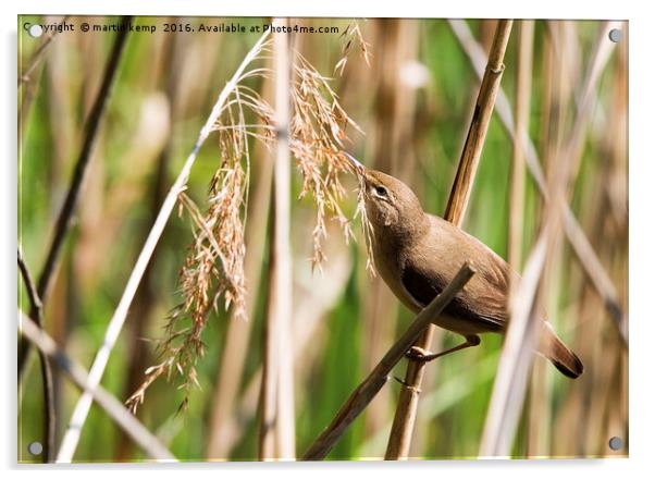 Reed Warbler Acrylic by Martin Kemp Wildlife