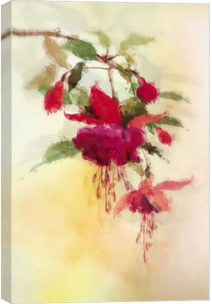 Fuchsia Canvas Print by Dagmar Giers