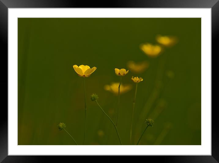 Summer Framed Mounted Print by Mark Robson