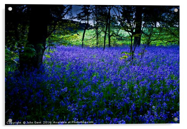 Woodland Bluebells Acrylic by John Gent