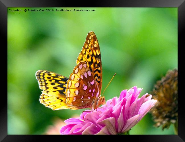 Great Spangled Fritillary Framed Print by Frankie Cat