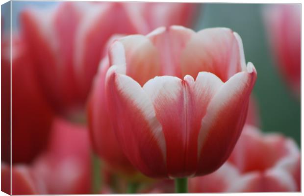 Pink tulip, perfect  Canvas Print by Riaan Swanepoel