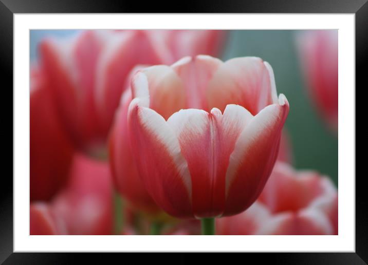 Pink tulip, perfect  Framed Mounted Print by Riaan Swanepoel