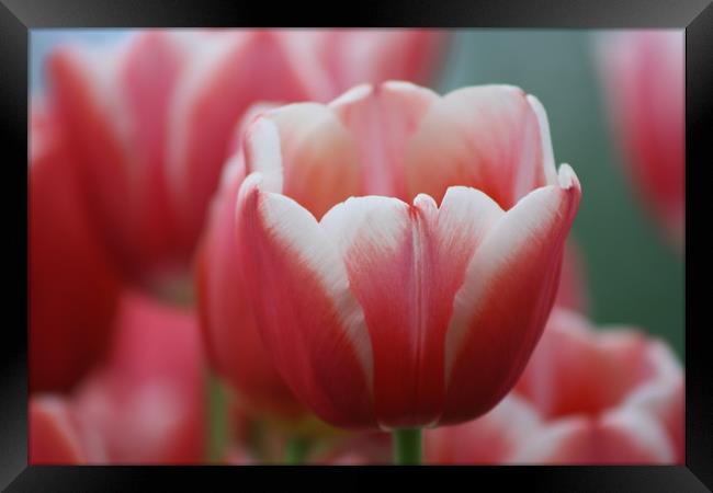 Pink tulip, perfect  Framed Print by Riaan Swanepoel