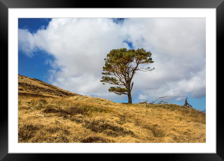 Highland Tree Framed Mounted Print by David Hare