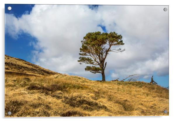 Highland Tree Acrylic by David Hare