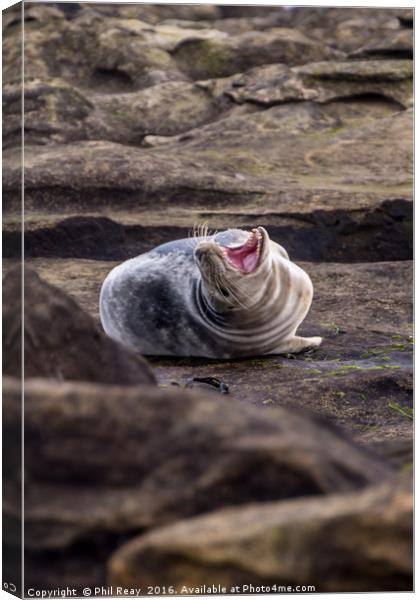 What`s so funny? Canvas Print by Phil Reay