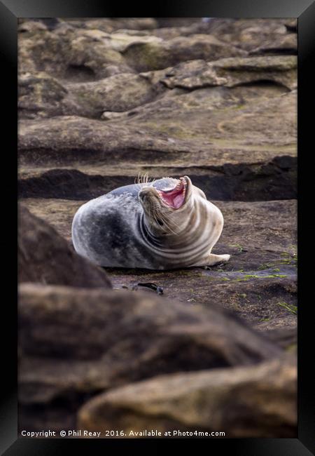 What`s so funny? Framed Print by Phil Reay