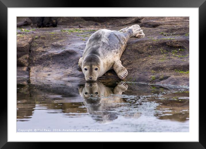 Seeing double Framed Mounted Print by Phil Reay