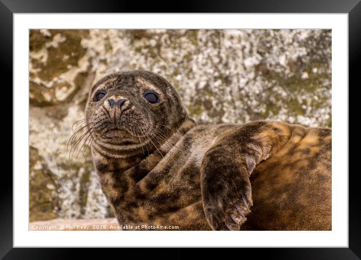Common seal Framed Mounted Print by Phil Reay