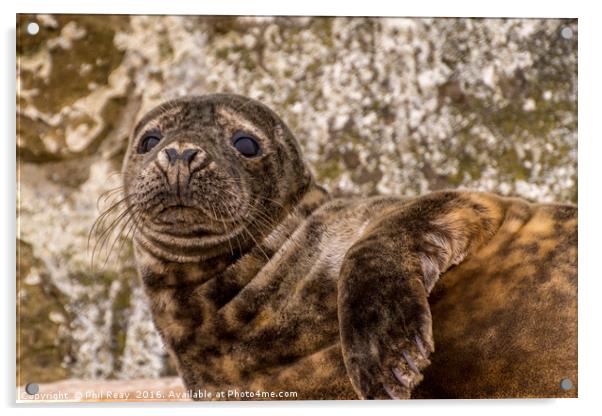 Common seal Acrylic by Phil Reay