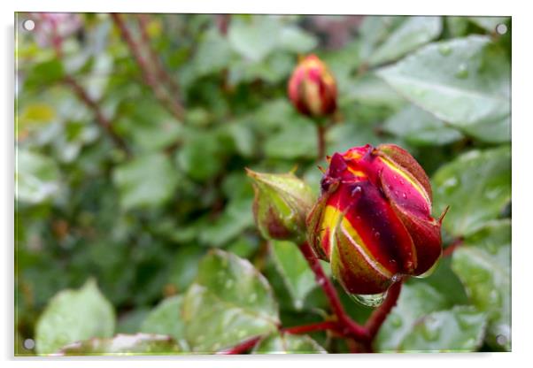 rose buds in the rain Acrylic by Marinela Feier