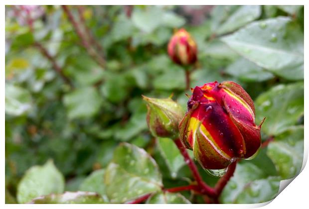 rose buds in the rain Print by Marinela Feier