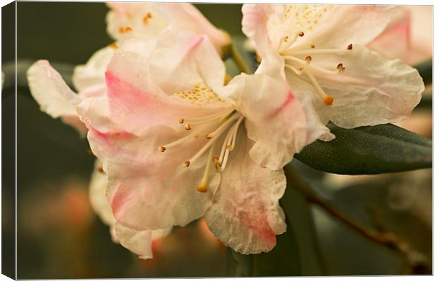 Rhododendron Flower Close Up Canvas Print by Jacqi Elmslie