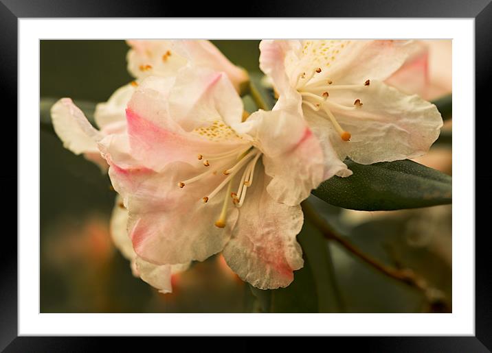 Rhododendron Flower Close Up Framed Mounted Print by Jacqi Elmslie