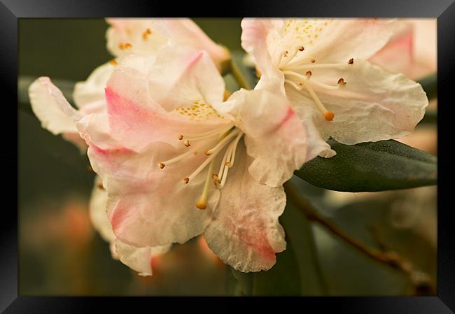 Rhododendron Flower Close Up Framed Print by Jacqi Elmslie