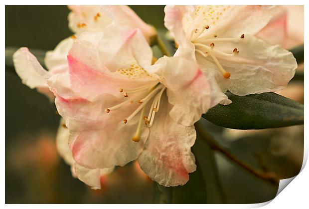 Rhododendron Flower Close Up Print by Jacqi Elmslie