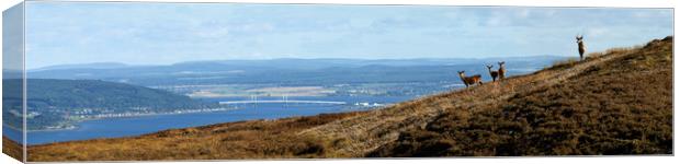 Red Deer Overlooking the Beauly Firth  Canvas Print by Macrae Images