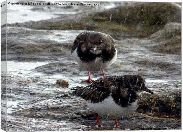 Turnstones in the rain.  Canvas Print by Lilian Marshall