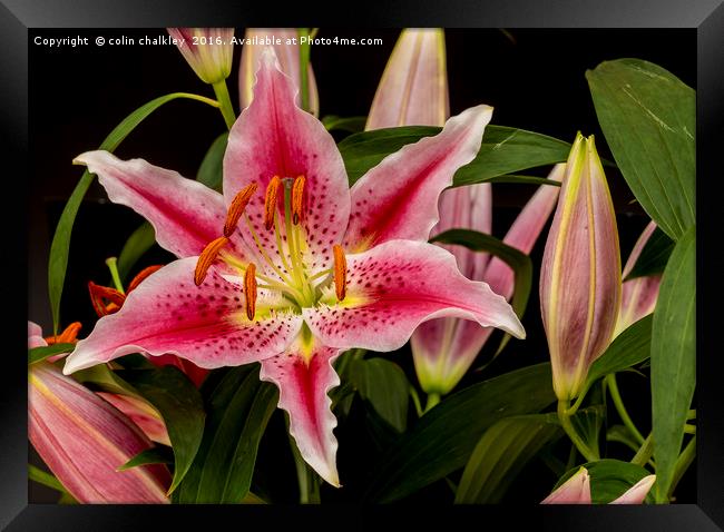 Asiatic Lily Framed Print by colin chalkley