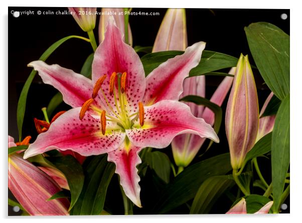 Asiatic Lily Acrylic by colin chalkley