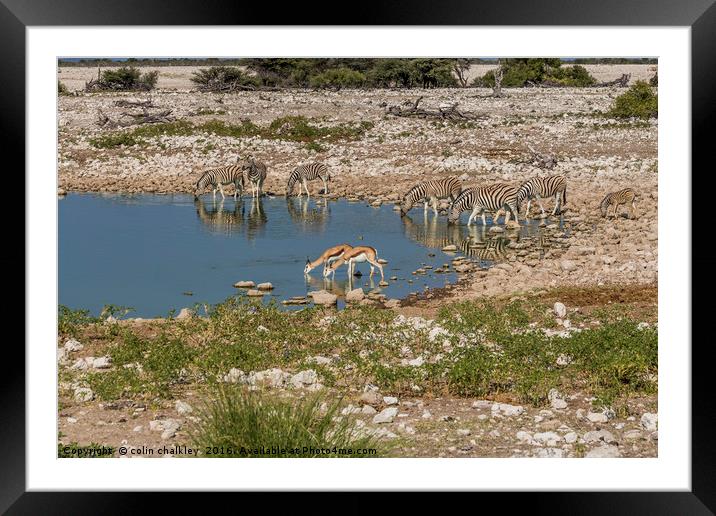 Namibian Waterhole at Etosha National Park Framed Mounted Print by colin chalkley