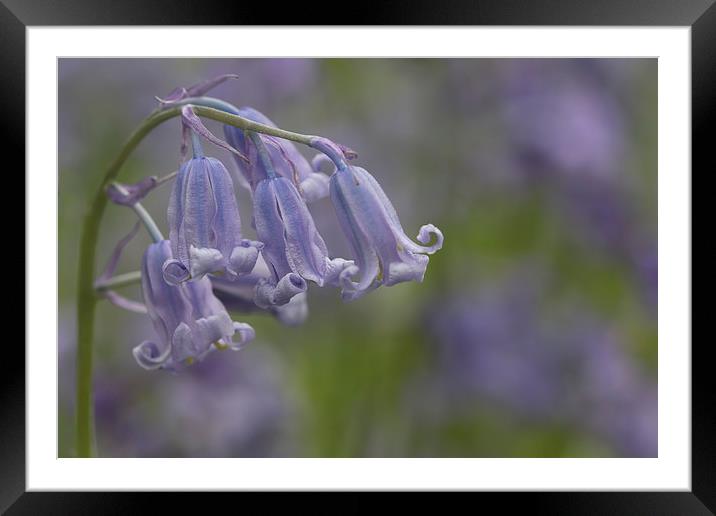 Blubells Framed Mounted Print by Val Saxby LRPS