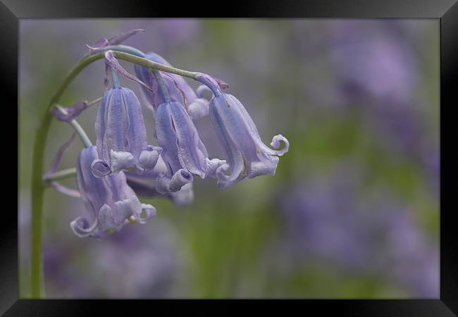 Blubells Framed Print by Val Saxby LRPS