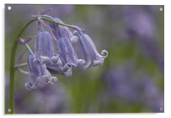 Blubells Acrylic by Val Saxby LRPS
