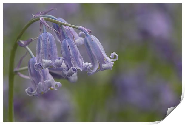 Blubells Print by Val Saxby LRPS