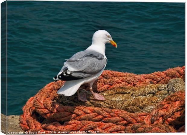 Herring Gull At The Harbour Canvas Print by Susie Peek