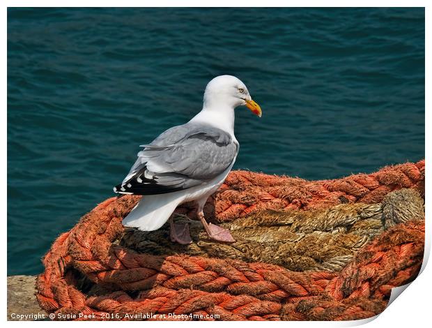 Herring Gull At The Harbour Print by Susie Peek