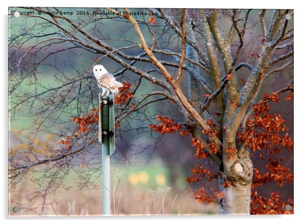 Barn Owl on Sign Post Acrylic by Martin Kemp Wildlife
