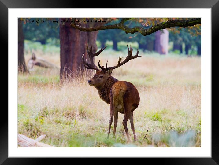 Don't Look Back in Anger  Framed Mounted Print by Martin Kemp Wildlife