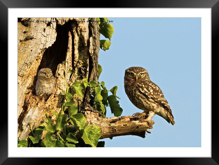 Little Owl Looking For Mum Framed Mounted Print by Martin Kemp Wildlife