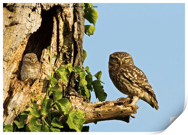 Little Owl Looking For Mum Print by Martin Kemp Wildlife
