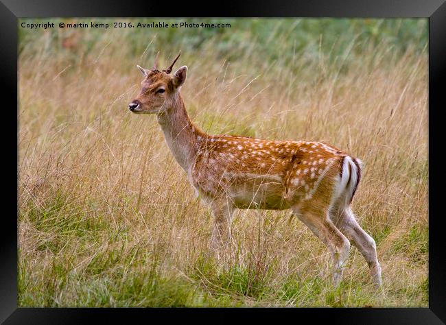 Male Sika Deer Framed Print by Martin Kemp Wildlife