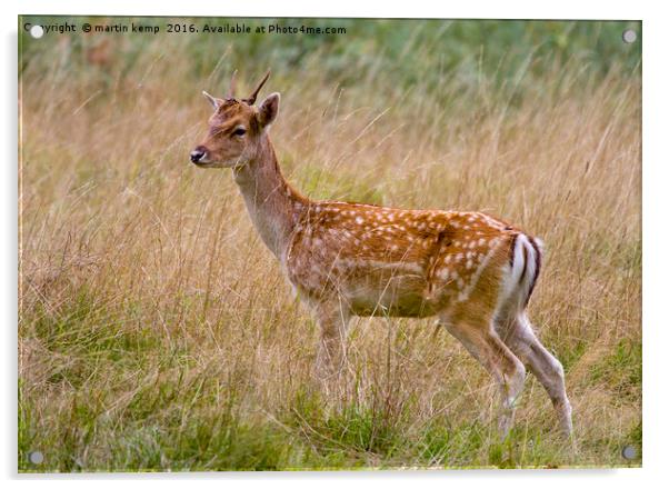Male Sika Deer Acrylic by Martin Kemp Wildlife