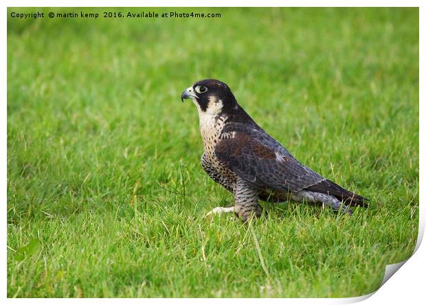 Peregrine Falcon 2 Print by Martin Kemp Wildlife