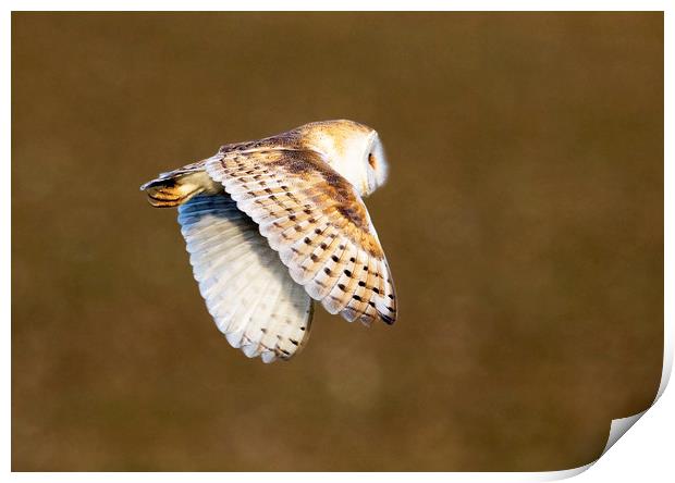 Barn Owl in Flight 2 Print by Martin Kemp Wildlife