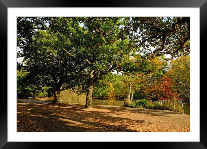 Epping Forest Framed Mounted Print by Diana Mower