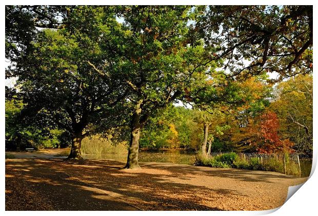 Epping Forest Print by Diana Mower