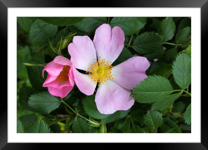 little pink flowers Framed Mounted Print by Marinela Feier