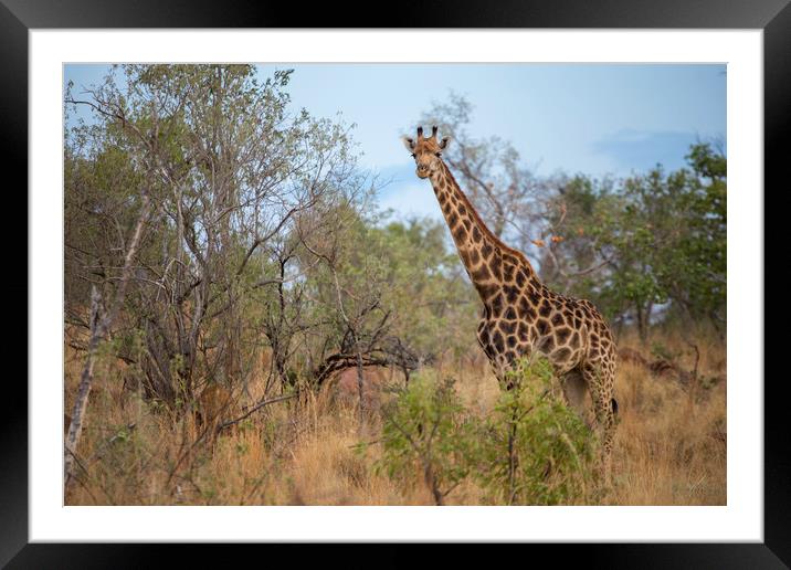 African Wildlife Framed Mounted Print by Karl Daniels