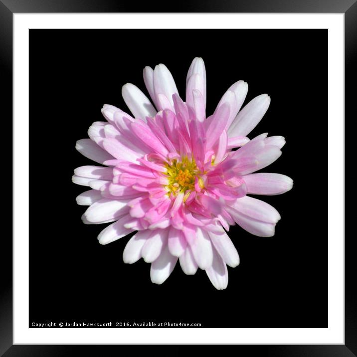 Pink Dahlia with black background  Framed Mounted Print by Jordan Hawksworth
