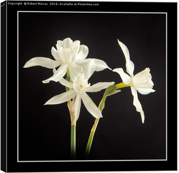 White Narcissus Canvas Print by Robert Murray