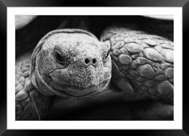 Tortoise Framed Mounted Print by Georgie Lilly